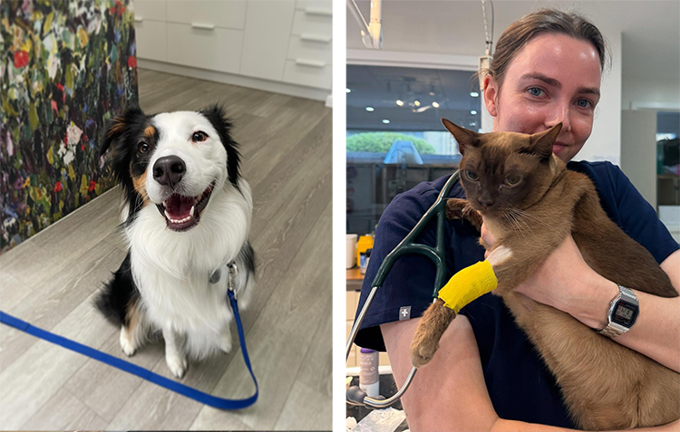 A collage of a happy dog sitting down and a veterinarian holding a cat