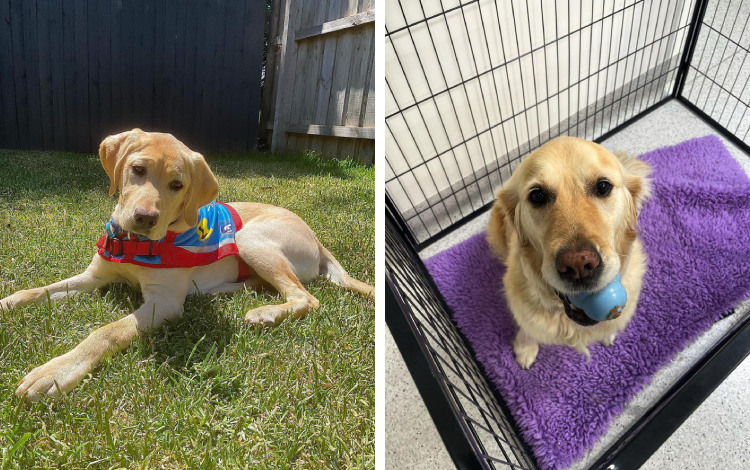 Dog in crate with toy