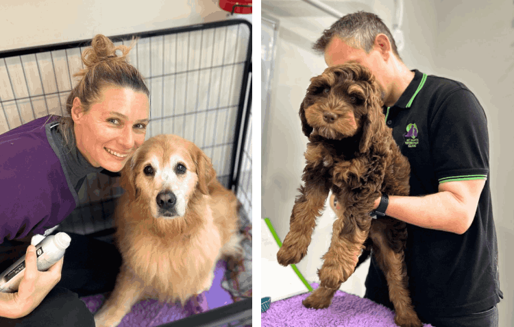 Dogs at the vet clinic