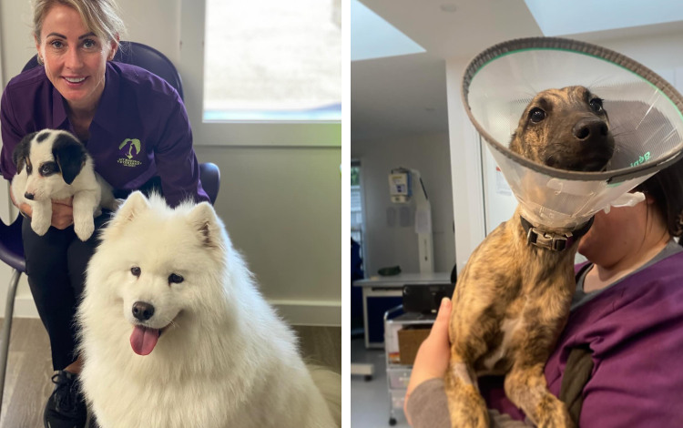 Vet holding black and white puppy