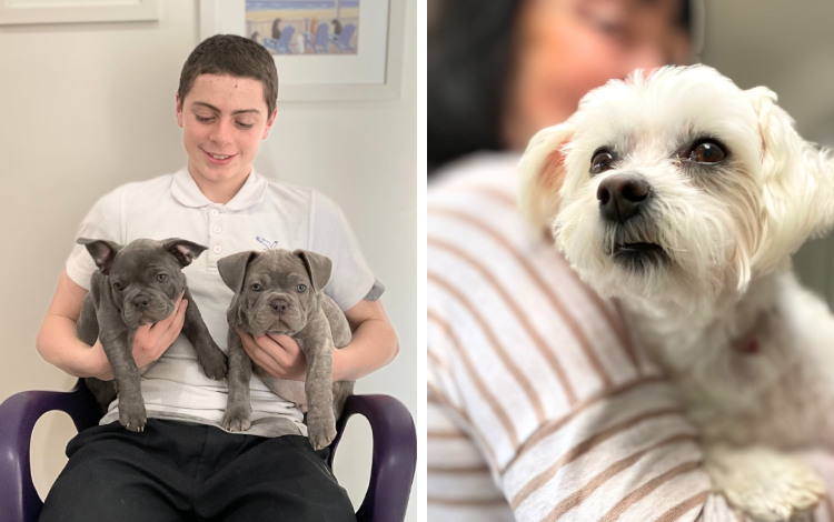 White dog with pink bandage