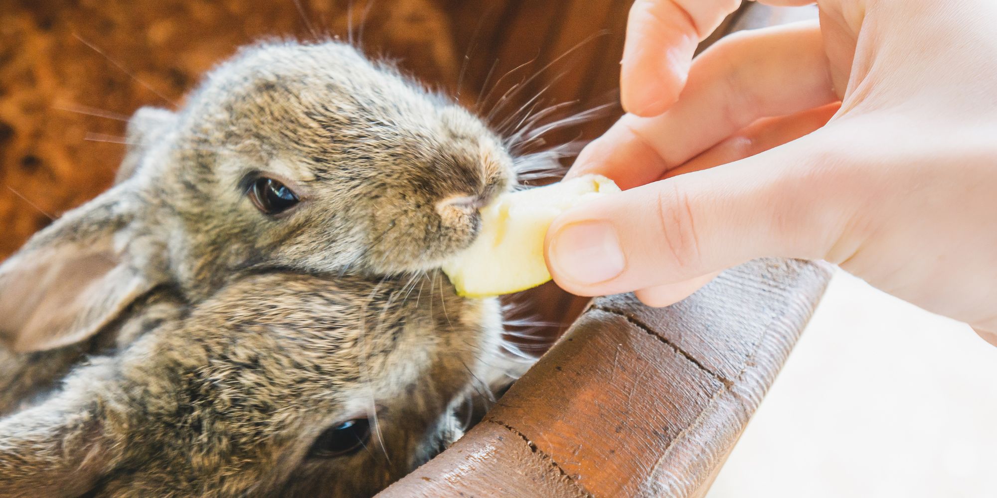 Snack Eat Rabbit Feeding Your Rabbit | Mt Martha Veterinary Clinic