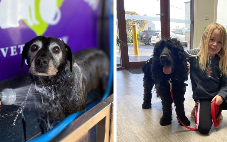 Dogs groomed, happy child